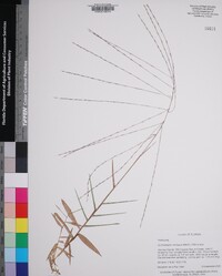 Gymnopogon ambiguus image