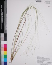 Eragrostis elliottii image