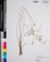 Fimbristylis decipiens image