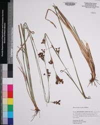 Rhynchospora caduca image