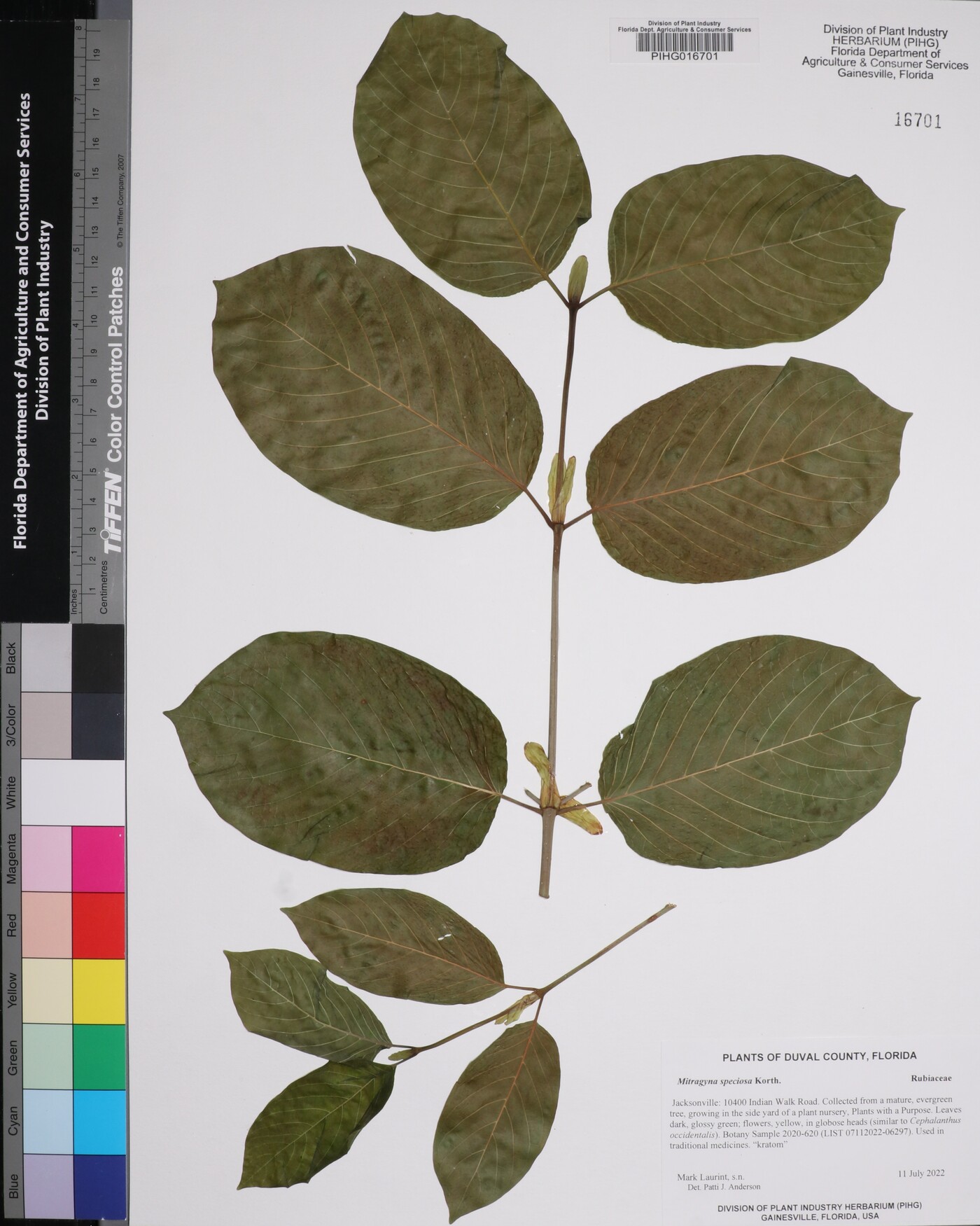 Mitragyna speciosa image