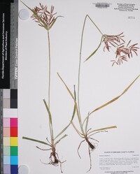 Cyperus rotundus image