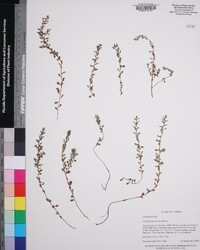 Ludwigia microcarpa image