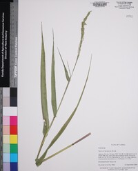 Panicum hemitomon image