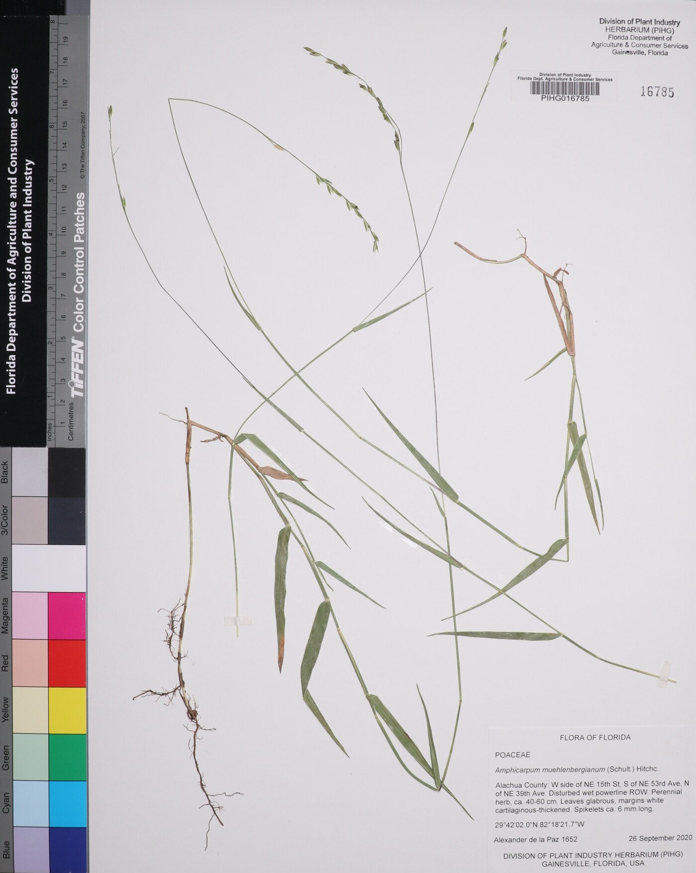 Amphicarpum muehlenbergianum image