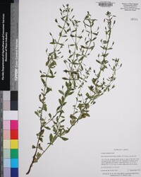 Mecardonia acuminata image