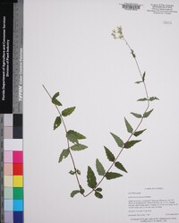 Eupatorium pilosum image