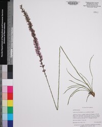 Liatris quadriflora image