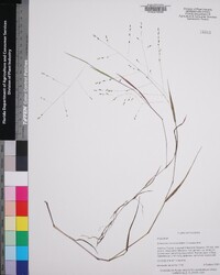 Kellochloa verrucosa image