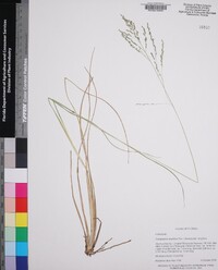 Coleataenia longifolia image