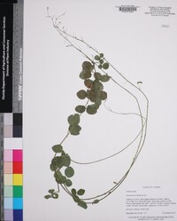 Desmodium lineatum image