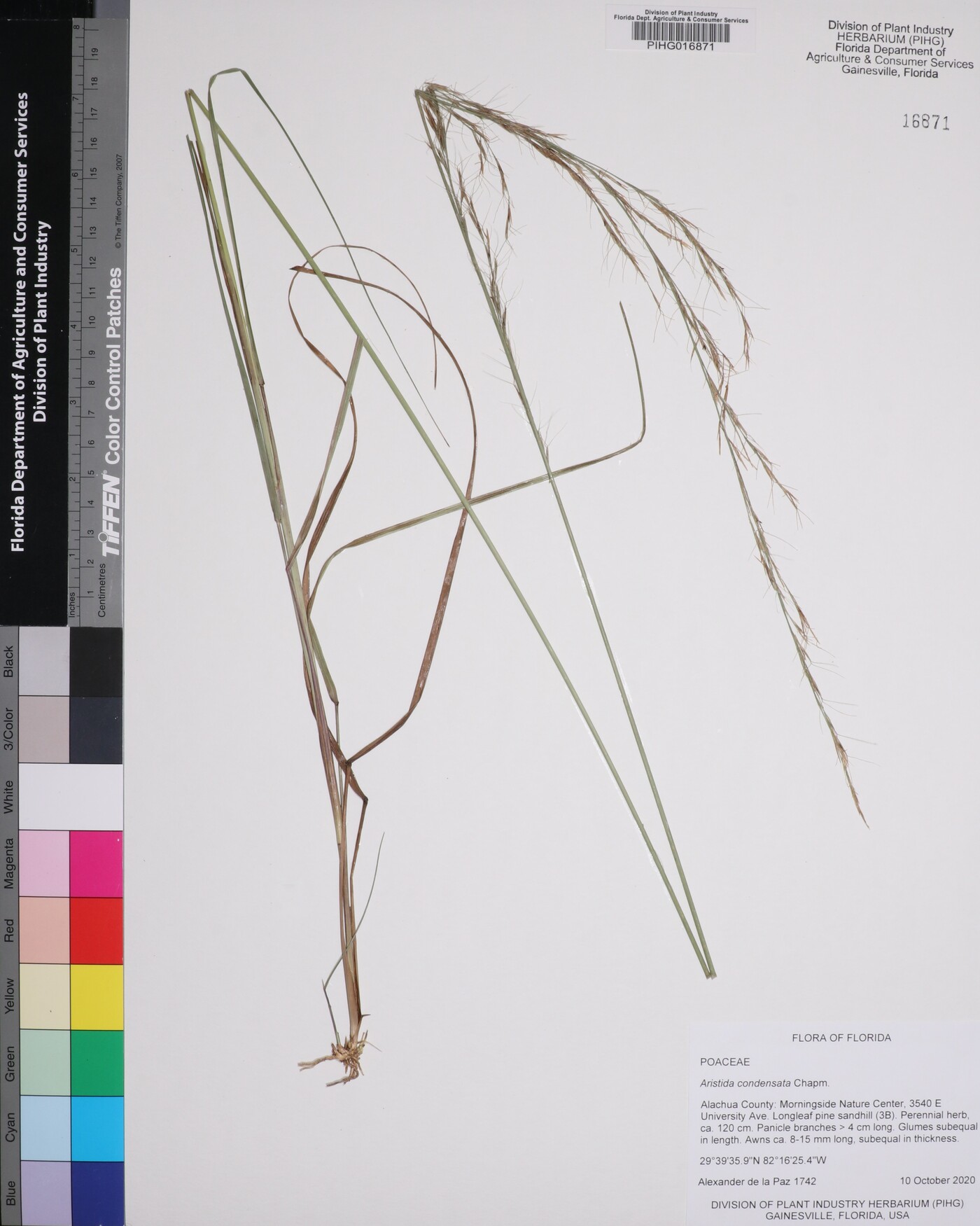 Aristida condensata image