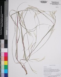 Andropogon ternarius image