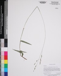 Amphicarpum muehlenbergianum image
