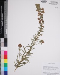 Lespedeza angustifolia image