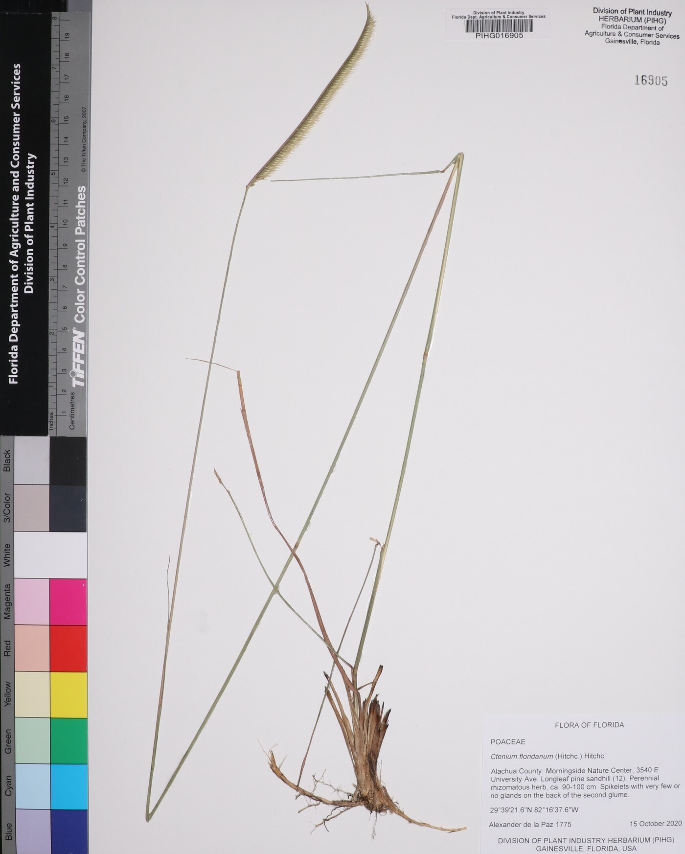 Ctenium floridanum image