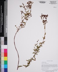 Hypericum cistifolium image