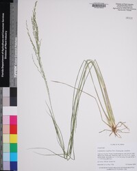 Coleataenia longifolia subsp. longifolia image