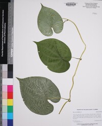 Dioscorea bulbifera image