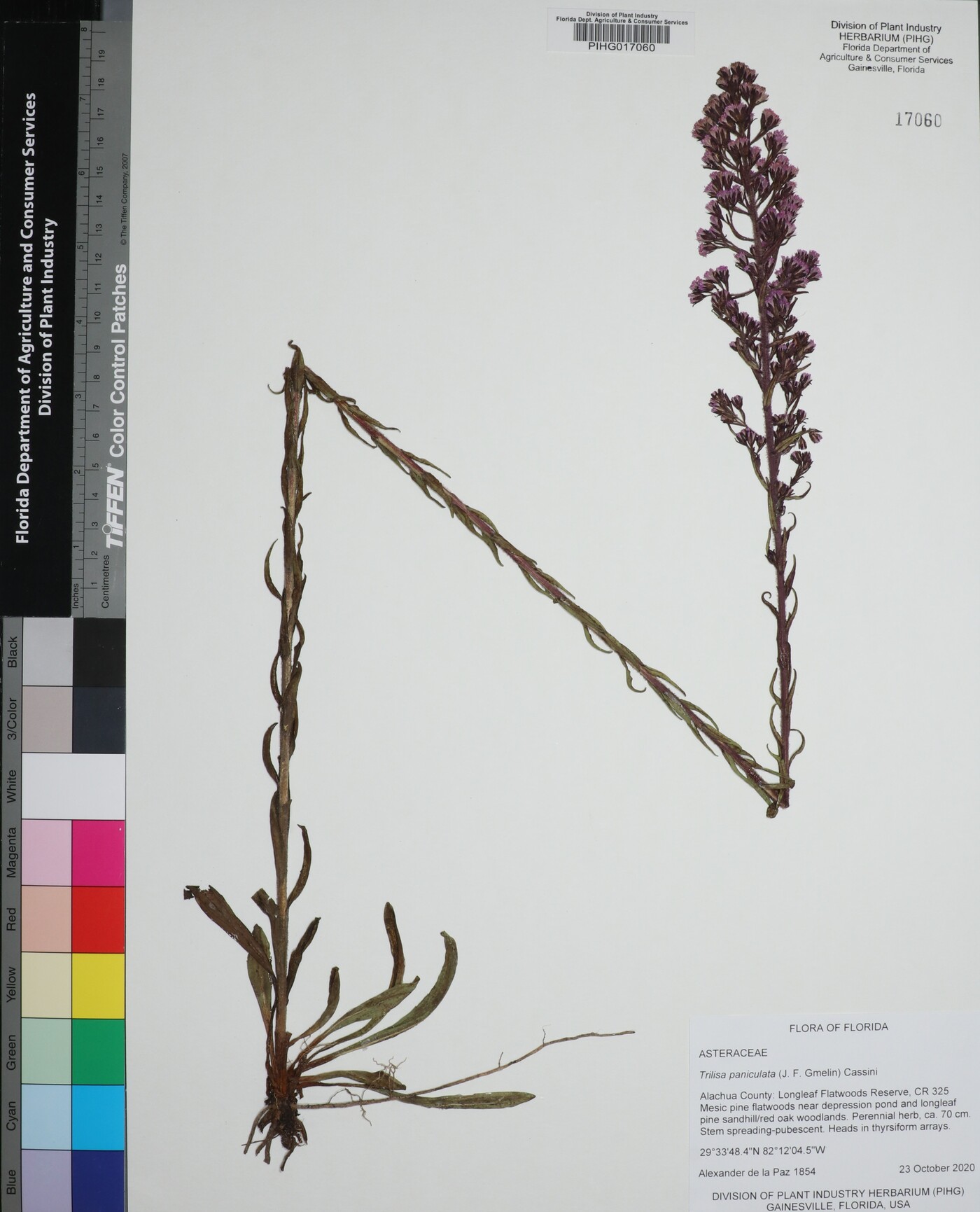 Trilisa paniculata image