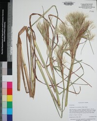 Andropogon glomeratus var. pumilus image