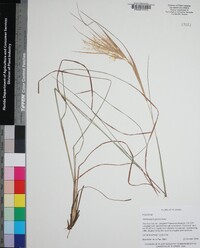 Andropogon gyrans image