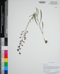 Liatris gracilis image