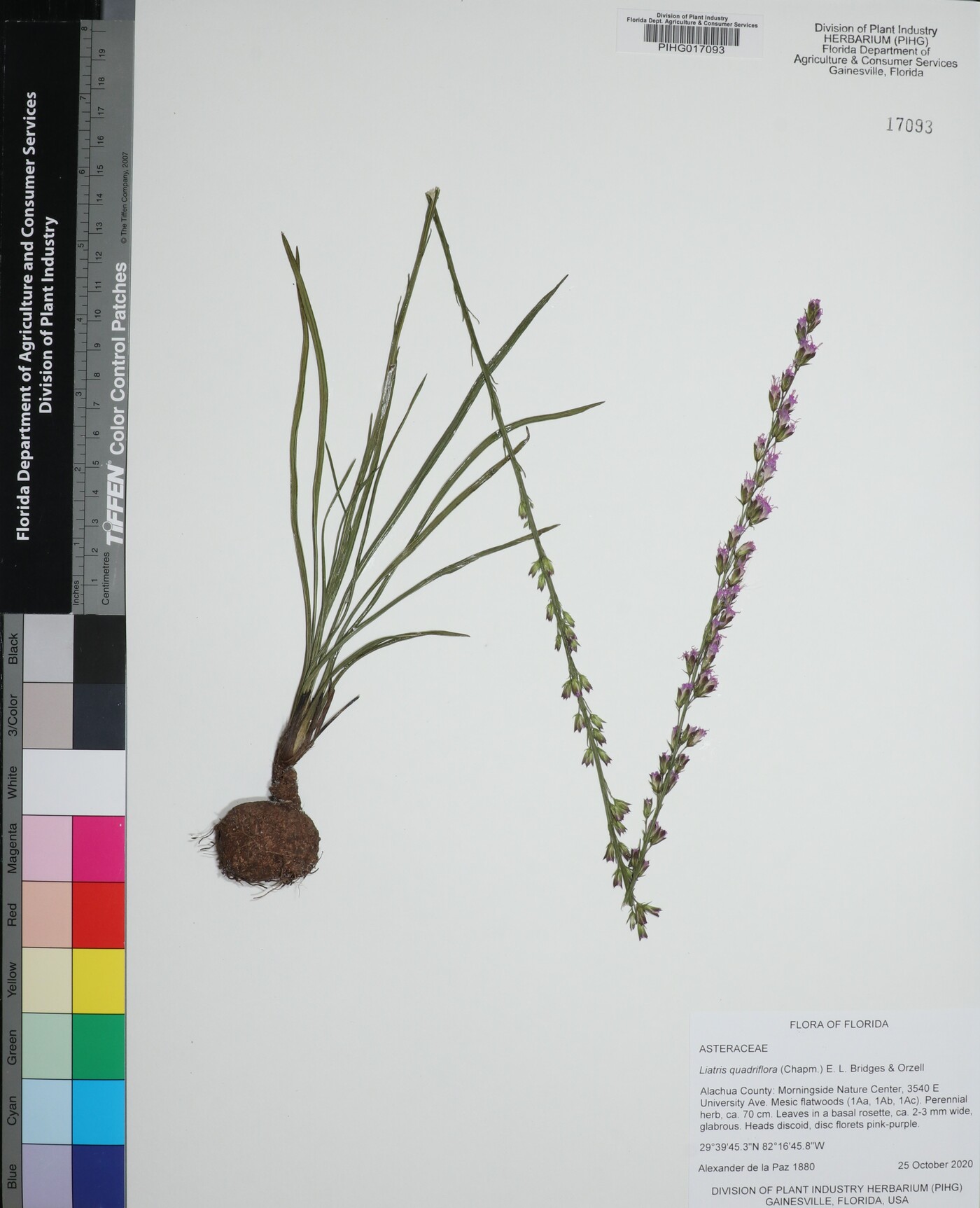 Liatris quadriflora image