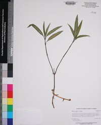 Ruellia simplex image