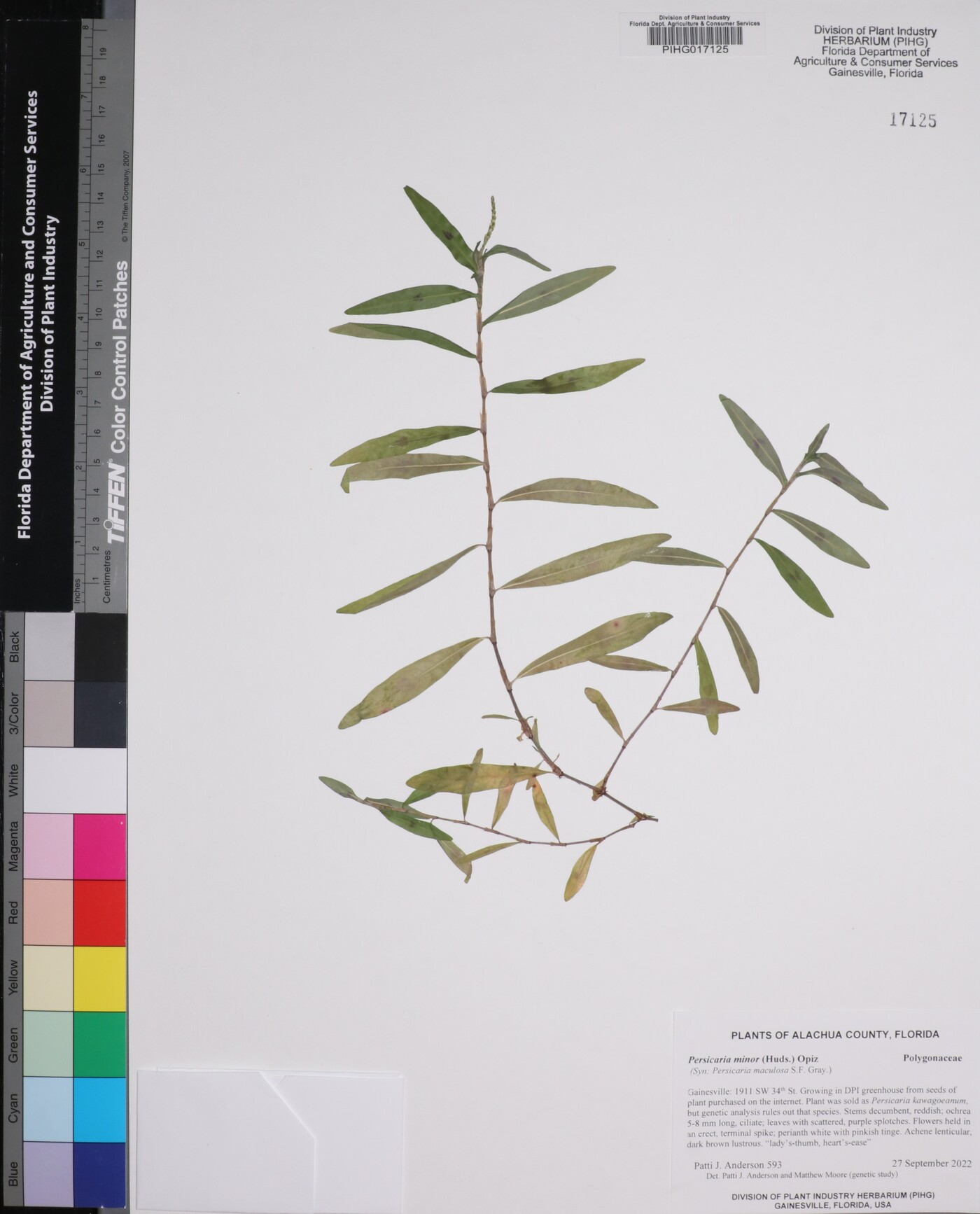 Persicaria minor image