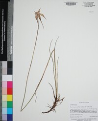 Rhynchospora latifolia image