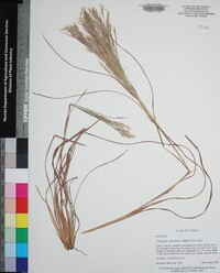 Andropogon glomeratus image