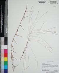 Gymnopogon brevifolius image