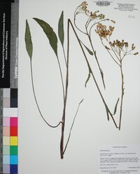 Arnoglossum ovatum image