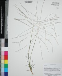 Gymnopogon chapmanianus image