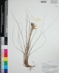 Tillandsia bartramii image