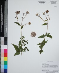 Brickellia cordifolia image