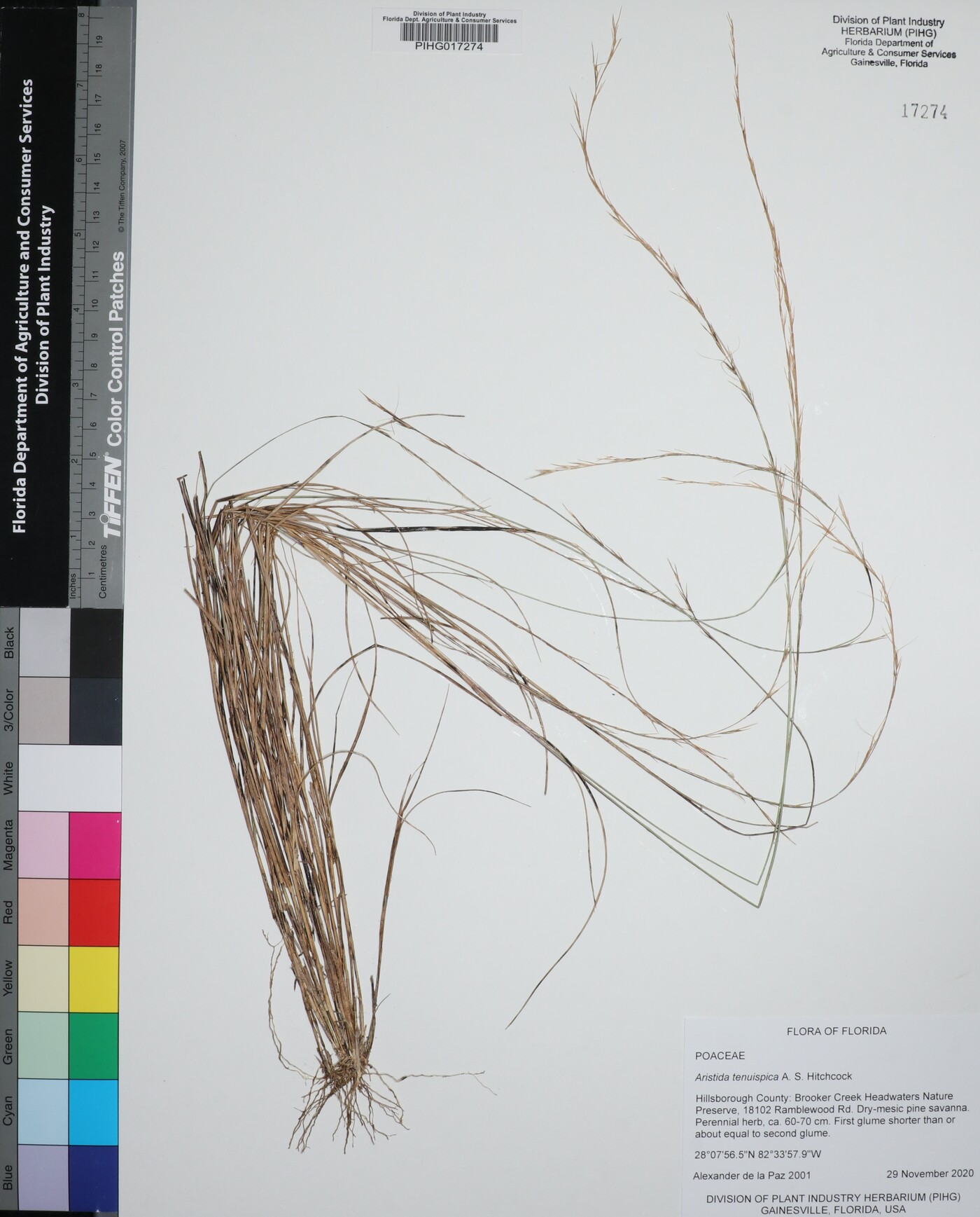 Aristida tenuispica image