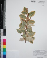 Elaeagnus x submacrophylla image