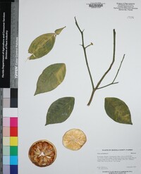 Citrus aurantium image