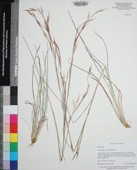 Andropogon capillipes image