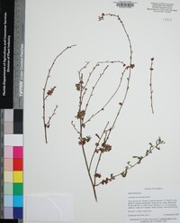 Ludwigia lanceolata image