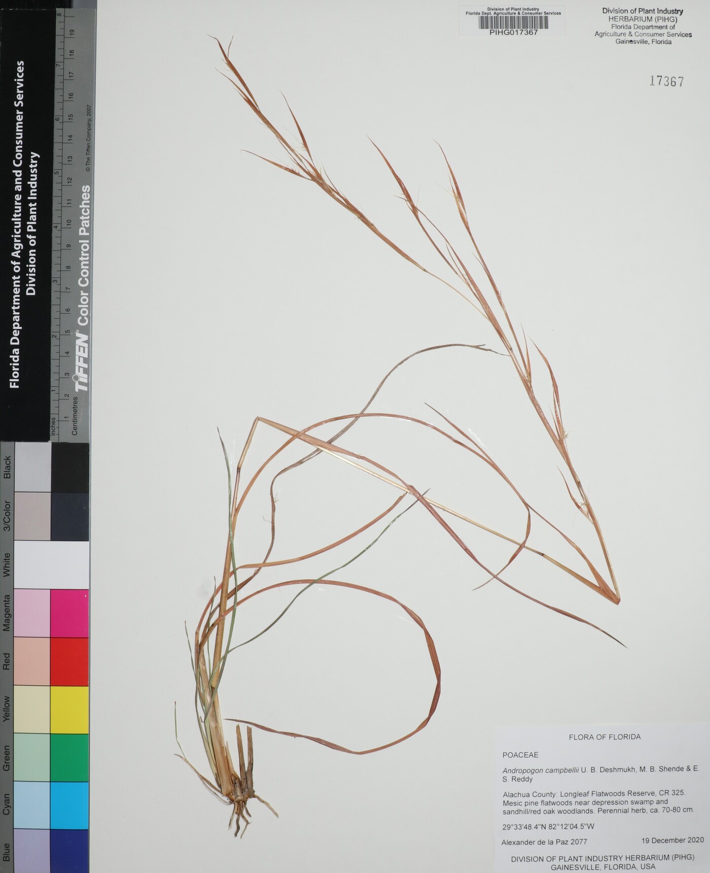Andropogon campbellii image