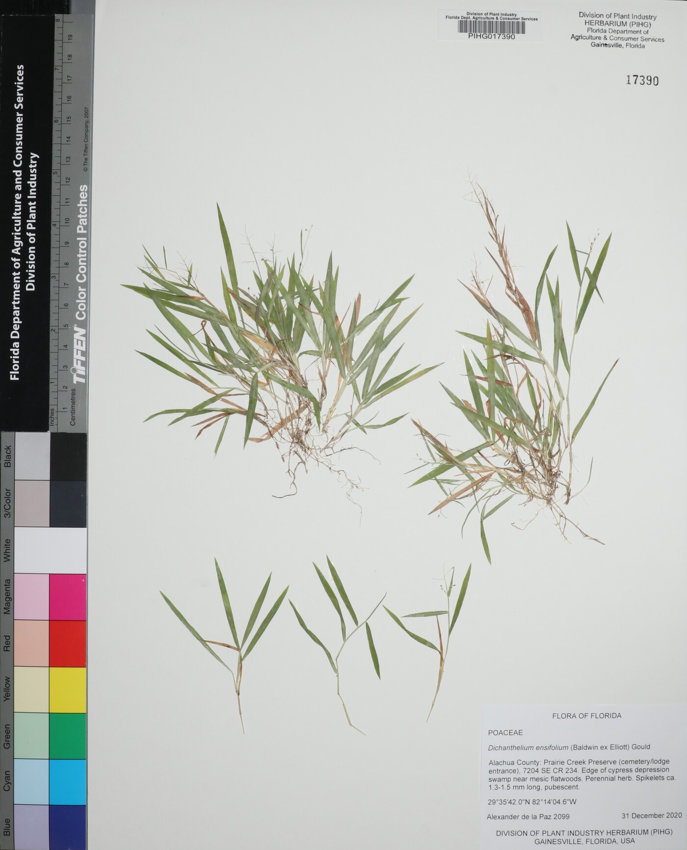 Dichanthelium ensifolium image