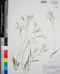 Dichanthelium dichotomum subsp. lucidum image