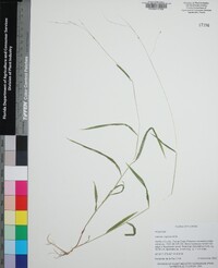 Leersia virginica image