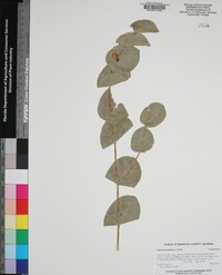 Baptisia perfoliata image