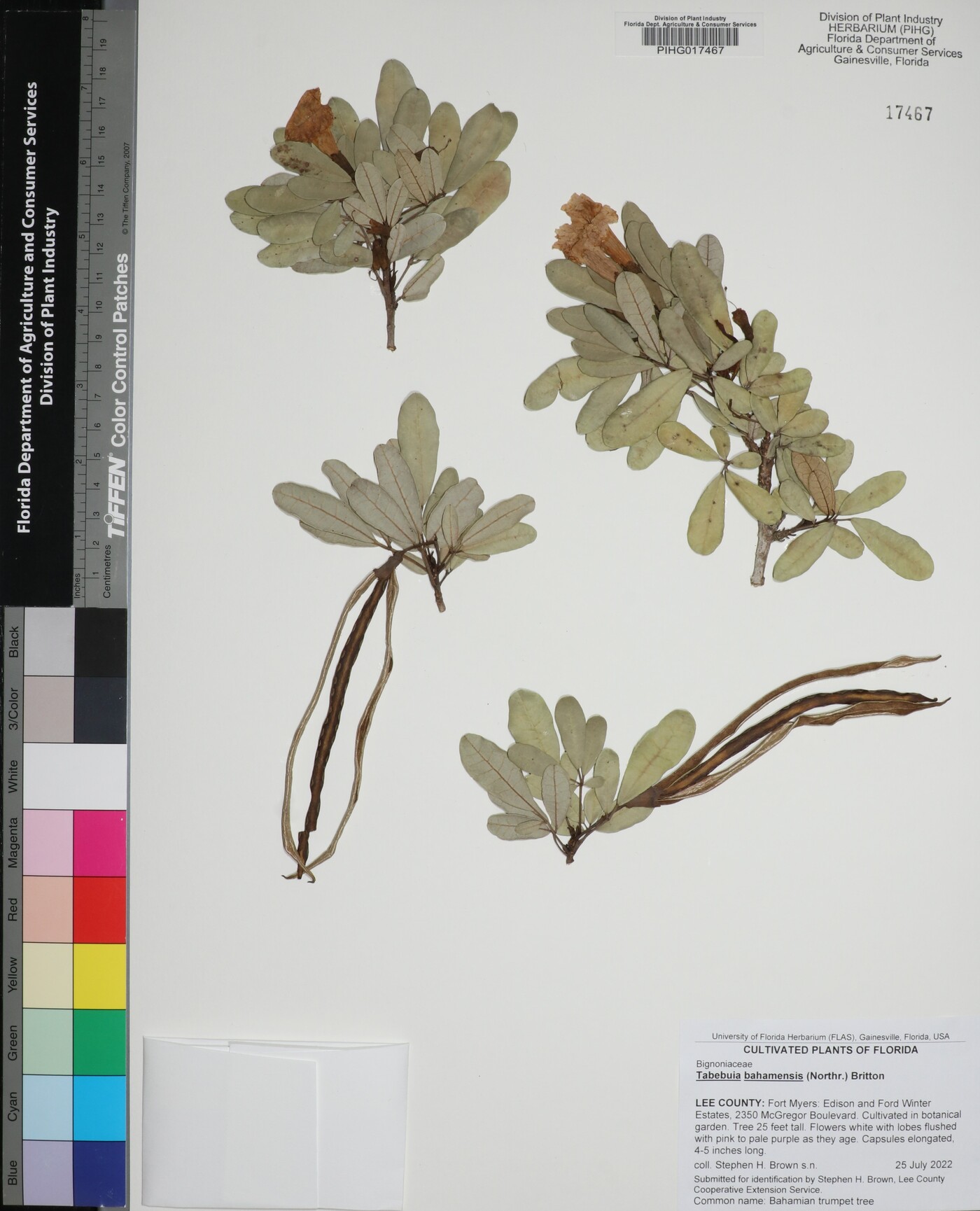 Tabebuia bahamensis image