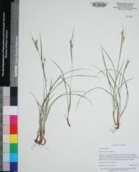 Carex dasycarpa image