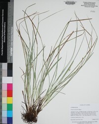 Carex basiantha image